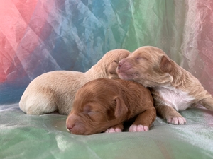 Male and Female Schnoodle Puppies for Sale in Iowa $1200